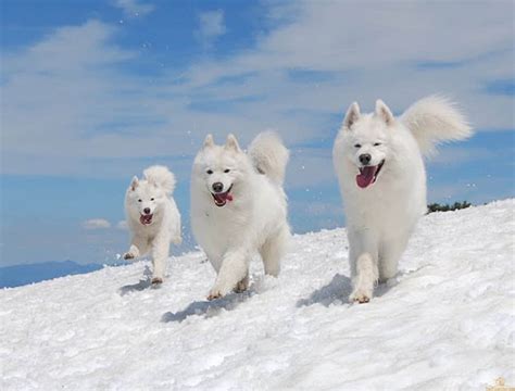 Phương pháp phối giống chó Samoyed - Dịch Vụ Huấn Luyện Chó