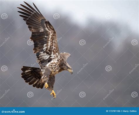 Bald Eagle in Pennsylvania stock photo. Image of coast - 173781106