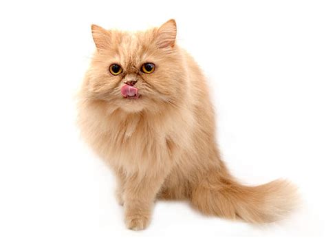 Cat Tongue Out Stock Photos, Pictures & Royalty-Free Images - iStock