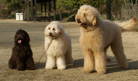 Size – Sunset Hills: South Australia’s Premier Australian Labradoodle ...