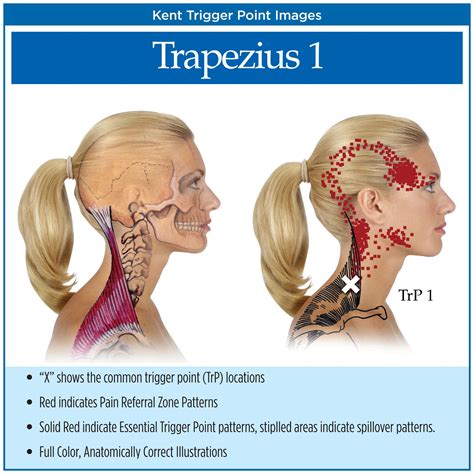 tmj myofascial release near me - Have A Large Ejournal Lightbox