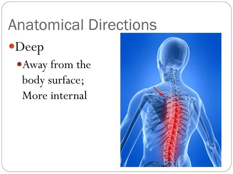 PPT - Anatomical Directions & Movements PowerPoint Presentation - ID:2074643