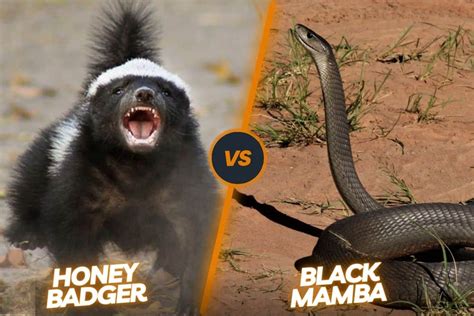 Honey Badger vs Black Mamba | Survival Of The Fiercest