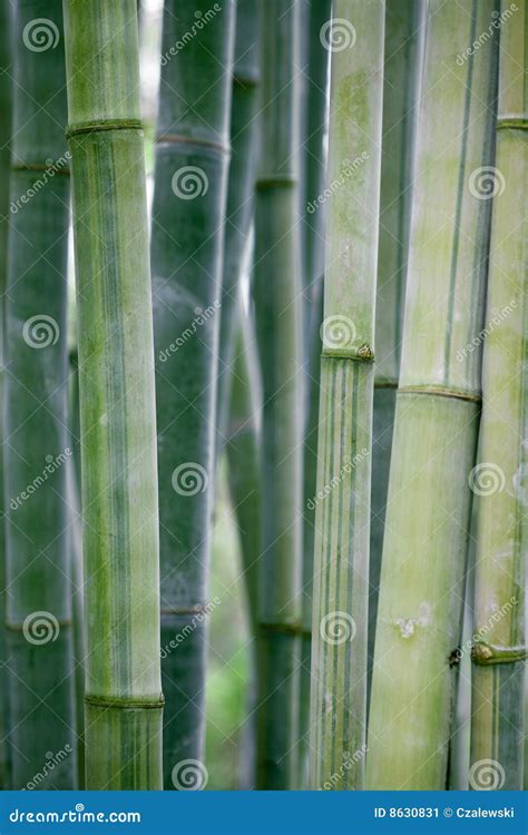 Bamboo stalks stock image. Image of bamboo, abstract, growth - 8630831