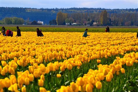 Skagit Tulip Festival. Skagit Valley, Washington 2013 | Skagit tulip festival, Skagit valley ...