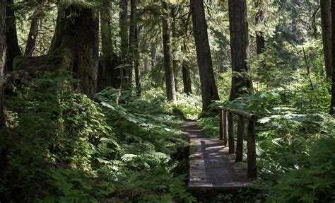 Tongass National Forest Scenic River Hike from Ward Cove