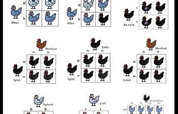 Poultry Genetics (Egg Color, Feathering, Inbreeding, etc) - Gallery ...