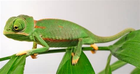 Veiled Chameleon Care Sheet, Habitat, Cage Set Up & Diet - Everything Reptiles