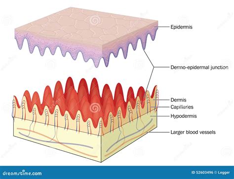 Skin Epidermal Dermal Junction Stock Vector - Image: 52603496