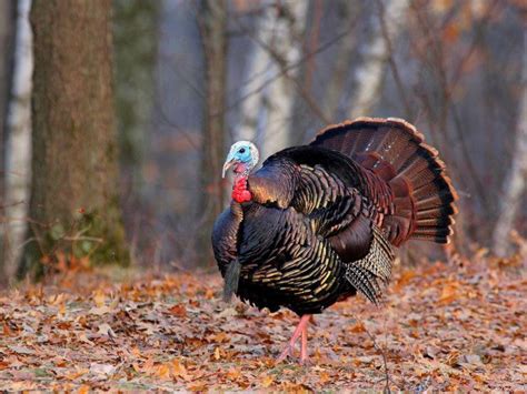 15 Turkey Hunting Tips For Beginners | BestHuntingAdvice