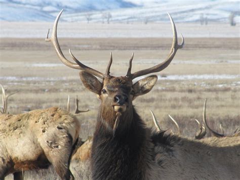 Free picture: male, elk, stands, raises, head, group, bulls