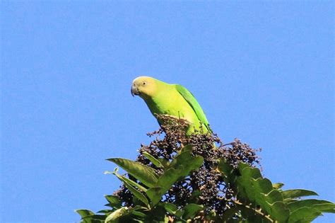 Parrot Encyclopedia | Singing Parrot | World Parrot Trust