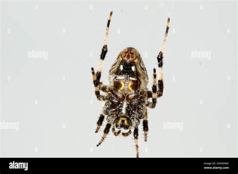 Barn spider portrait Stock Photo - Alamy