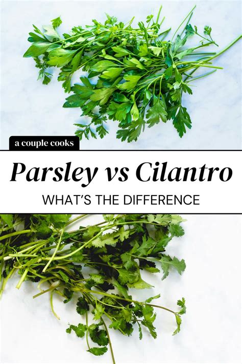 Parsley vs Cilantro: A Breakdown! – A Couple Cooks