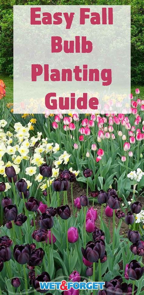 All About Planting Spring Blooming Bulbs in Fall | Ask Wet & Forget