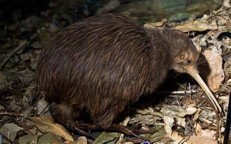 Two kiwi species from 'endangered' to 'vulnerable' | RNZ News