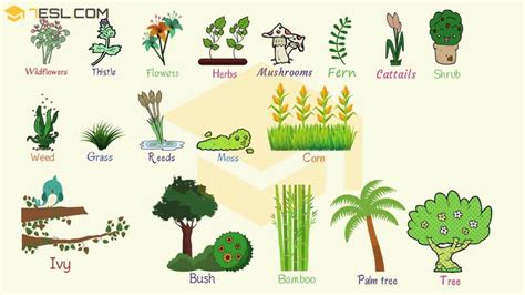 Plant Names: List of Common Types of Plants and Trees • 7ESL | Plants vocabulary, Trees name in ...