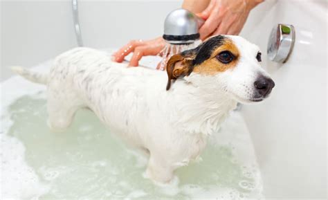 5 Best Puppy Shampoos (Reviews Updated 2024) | Dog Product Picker