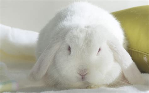 HD Animals: white rabbit wallpaper