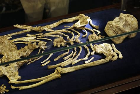 Our ancient ancestor 'Little Foot' makes her debut | Daily Mail Online