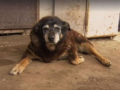 Cão mais velho do mundo morre aos 30 anos na Austrália | VEJA