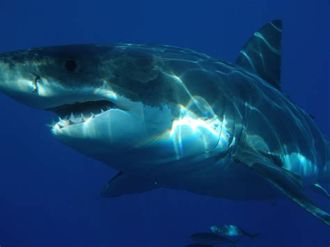 Shark scare: Hungry great white in Catalina waters - MyNewsLA.com