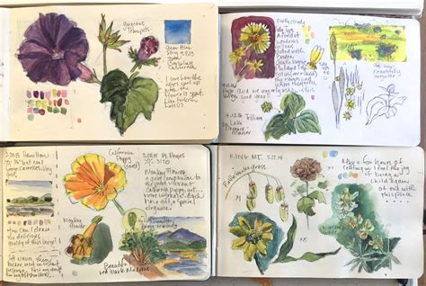 Pin by Laura Donnellan on Sketchbook in 2023 | Botanical drawings ...