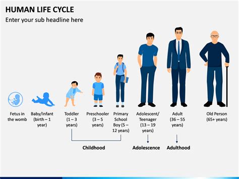 Human Life Cycle PowerPoint and Google Slides Template - PPT Slides