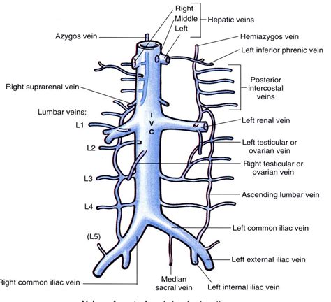 Hepatic Vein Inferior Vena Cava