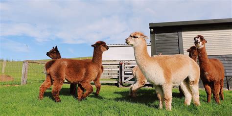 How Much Is A Pet Alpaca - Gegu Pet