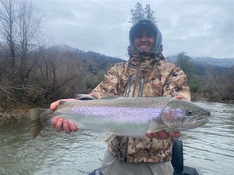 Trinity River Fish Report - Trinity River - Trinity River hot steelhead ...