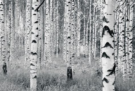 Black White Birch Tree Woods Forest Wall Photographic Wall Mural Wallpaper Brokers