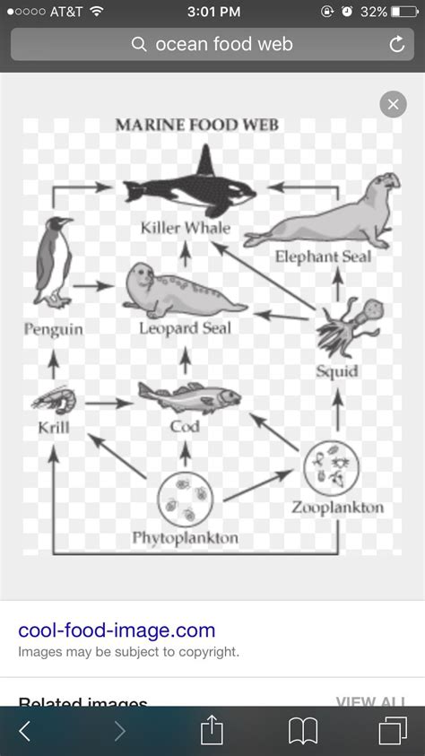 Marine Food Web Worksheet Answer Key – Thekidsworksheet