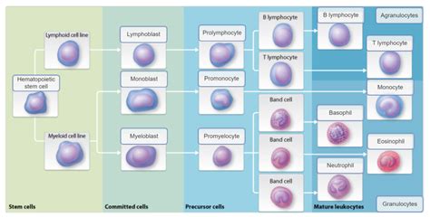 leukopoiesis Diagram | Quizlet