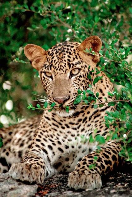 Leopards Watching Sri Lanka | Leopards Watching Sri Lanka | Flickr