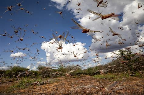 Climate change favours locust swarms, India increasingly at risk