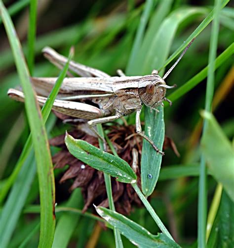 What Eats A Grasshopper? | What Eats What?