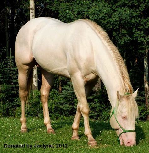 17 best Smokey Cream Horses images on Pinterest | Horses, Grey horses and Beautiful horses