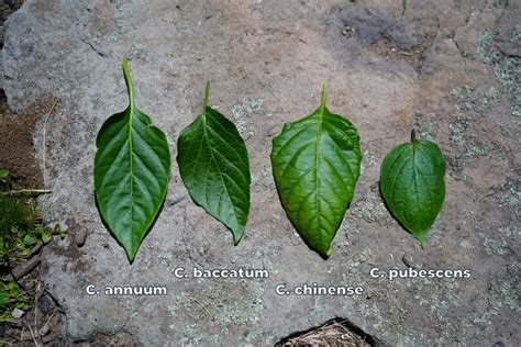 How To Identify Different Types Of Pepper Plants - Pepper Geek