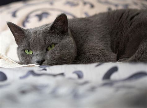 Grey domestic cat with a yellow ball on the f.. | Free stock photo - 436825