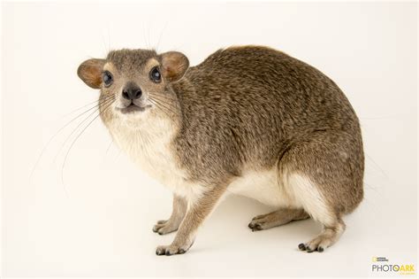 Photo Ark Home Yellow Spotted Hyrax | National Geographic Society