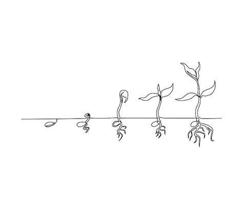 Premium Vector | Continuous line art drawing of plant growing process ...