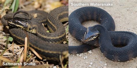 Southern Watersnake – Florida Snake ID Guide