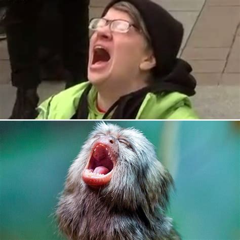 PsBattle: This monkey screaming : r/photoshopbattles