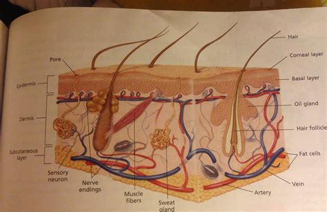 Evolution/ Comparison: Integumentary System