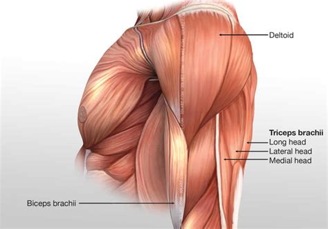 Arm Posterior Muscles 3D Illustration