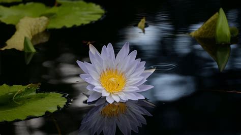 Wallpaper lotus, flower, pond, water hd, picture, image