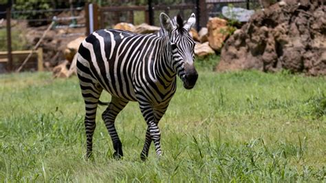 What Do Zebras Eat? (Diet & Facts)