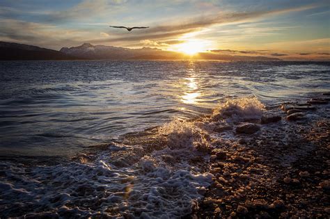 Soaring Eagle at Sunset Photograph by Michele Cornelius | Fine Art America