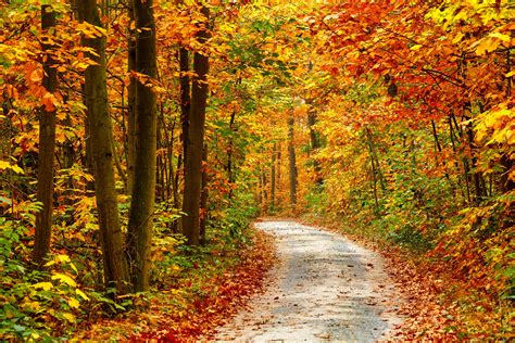 AUTUMN fall tree forest landscape nature leaves wallpaper | 4200x2800 | 812761 | WallpaperUP